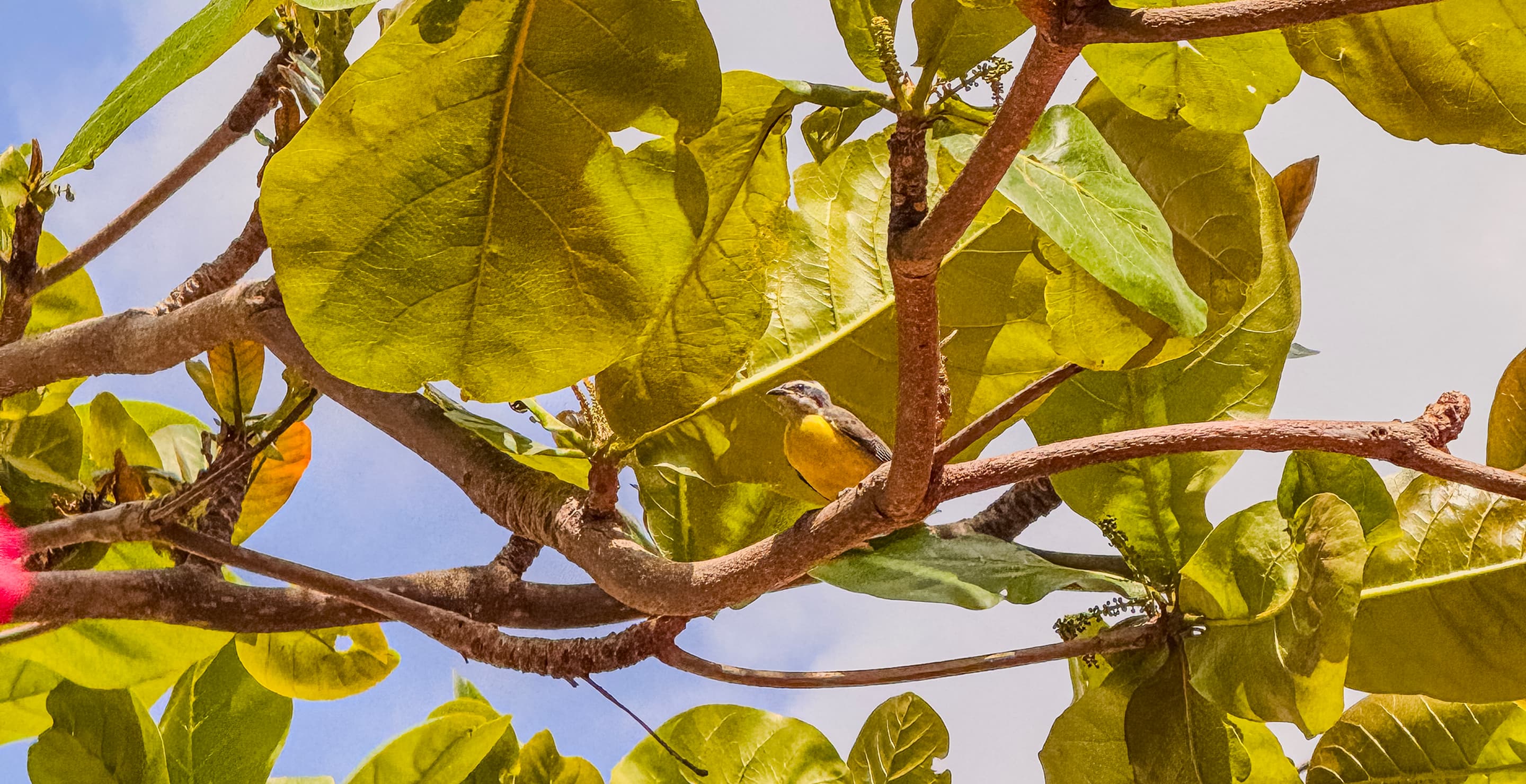 Pássaro de peito amarelo pousado em galho de árvore no jardim da Casa Mareser